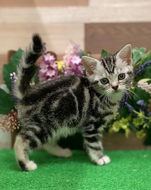 animal_image