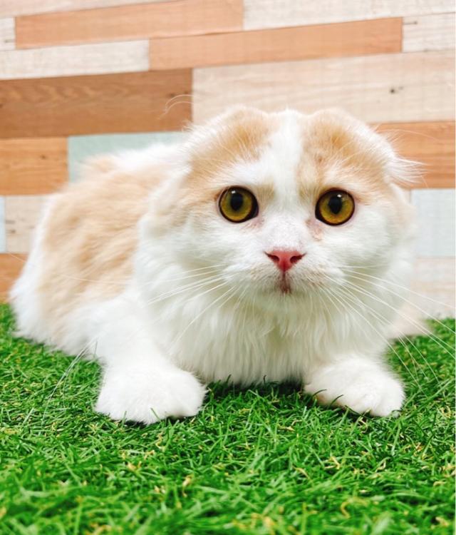 animal_image