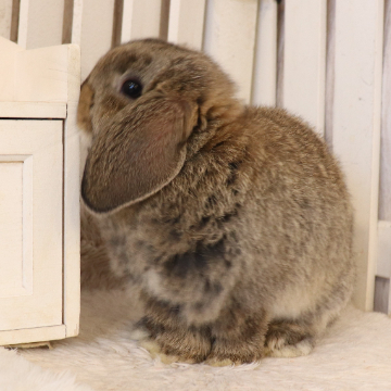 animal_image