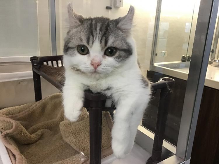 animal_image