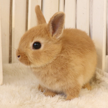 animal_image