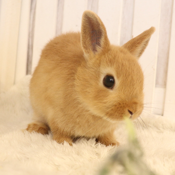 animal_image