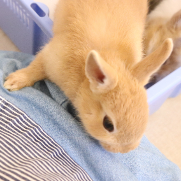 animal_image