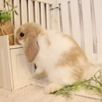 animal_image