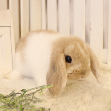 animal_image