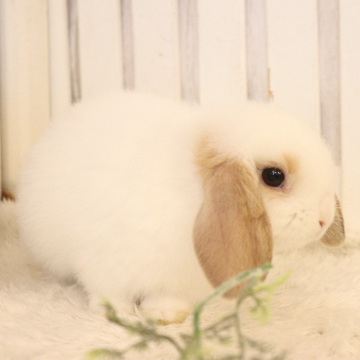 animal_image