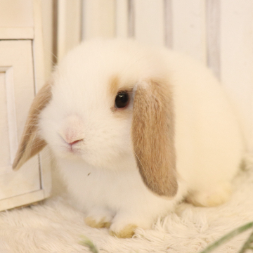 animal_image