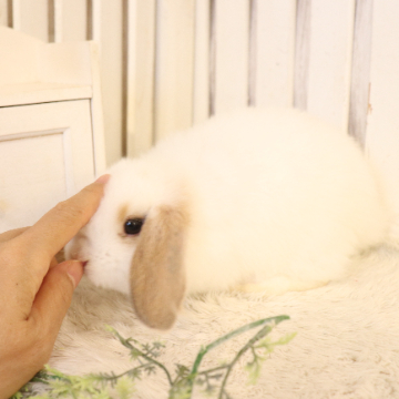 animal_image