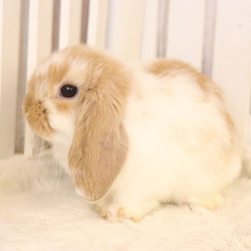 animal_image