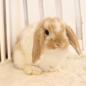 animal_image