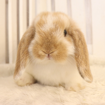 animal_image