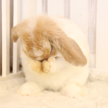 animal_image