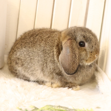 animal_image