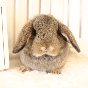 animal_image