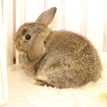 animal_image