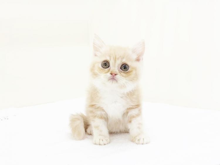 animal_image