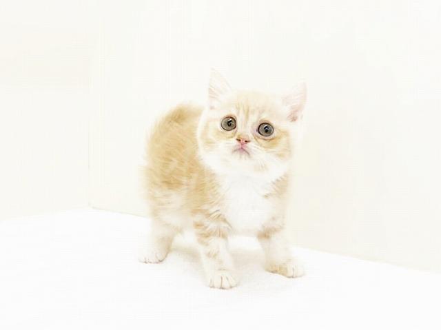 animal_image