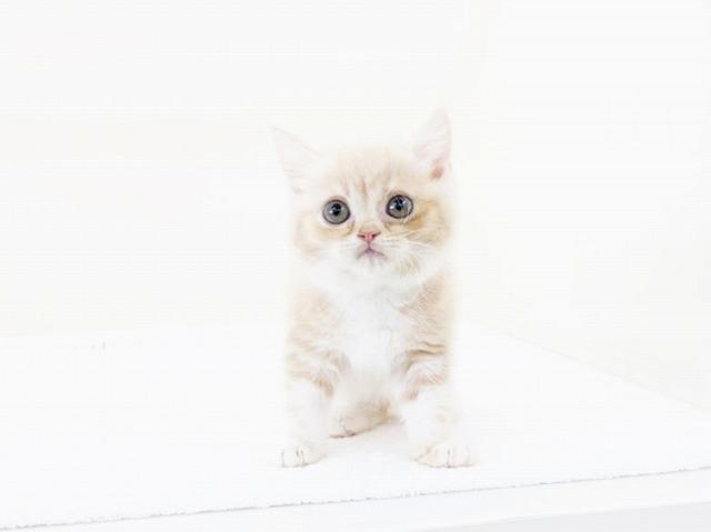 animal_image