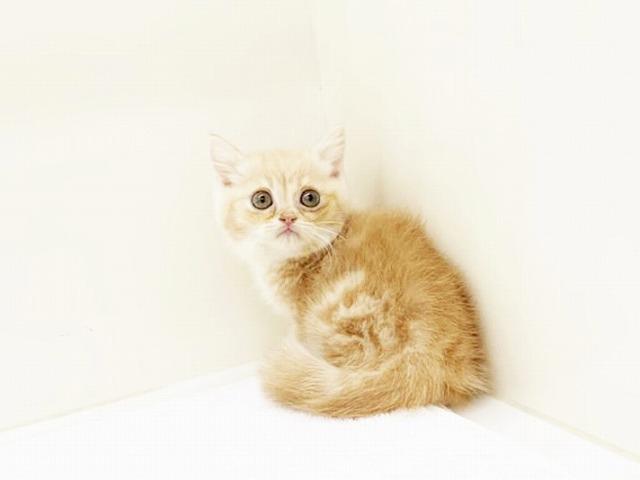 animal_image