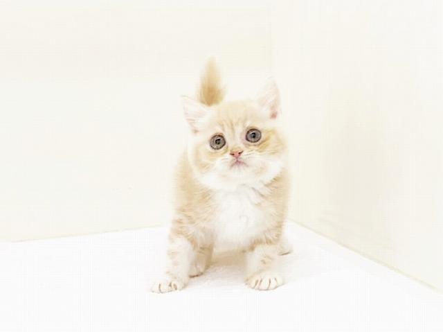 animal_image