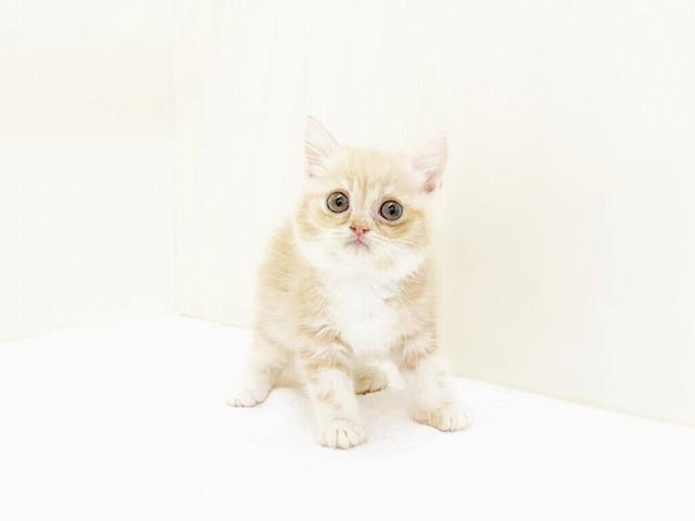 animal_image