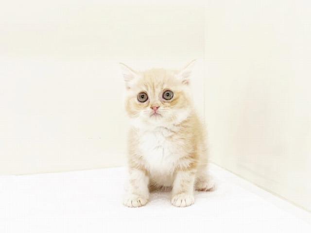 animal_image