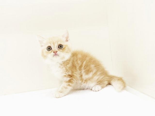 animal_image