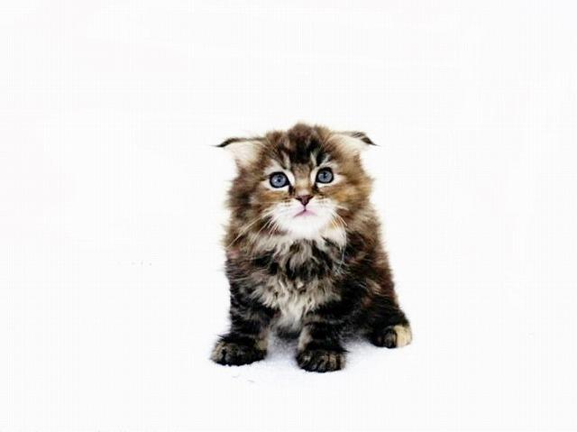 animal_image