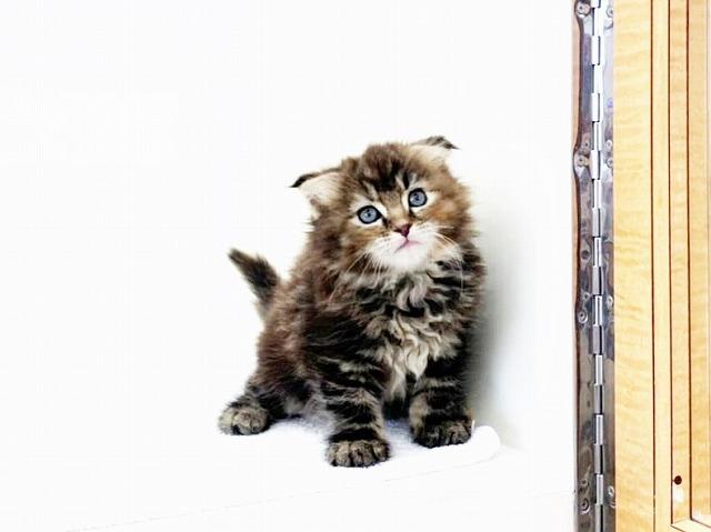 animal_image