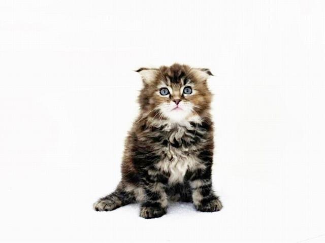 animal_image