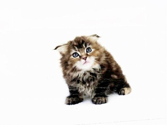 animal_image
