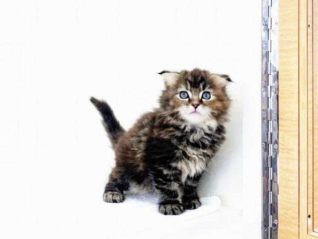 animal_image