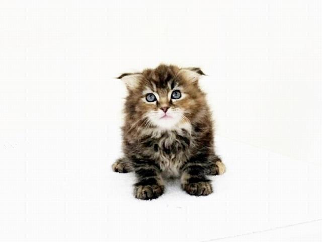 animal_image