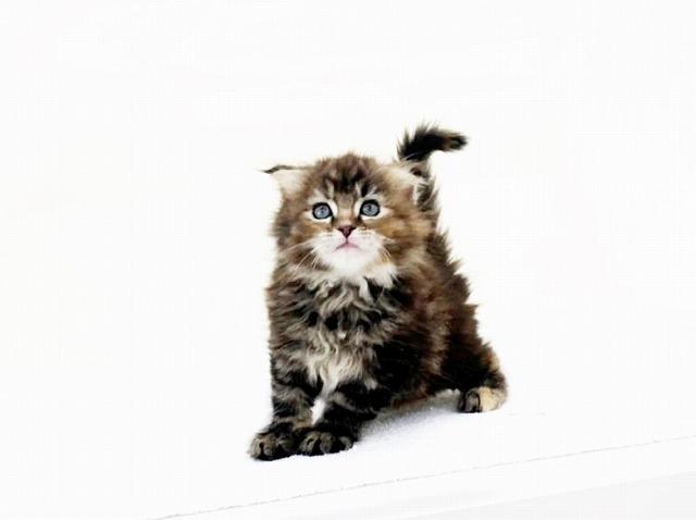 animal_image