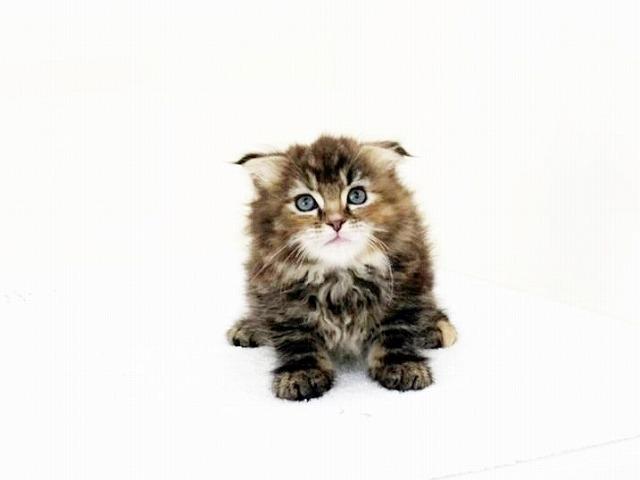 animal_image