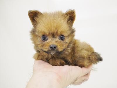 animal_image