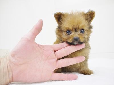 animal_image