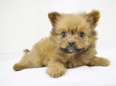 animal_image