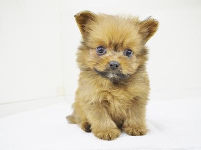 animal_image