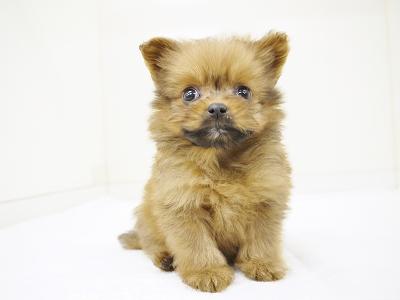 animal_image