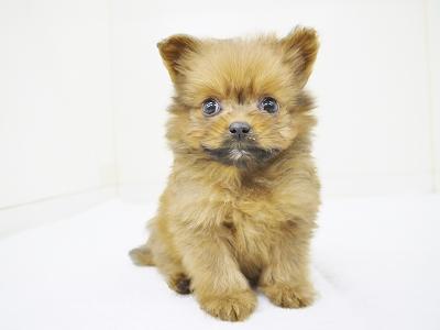 animal_image
