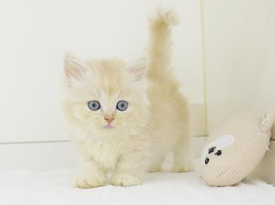 animal_image
