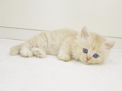 animal_image
