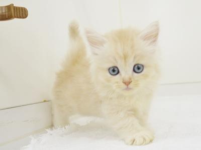 animal_image