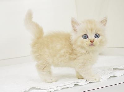 animal_image