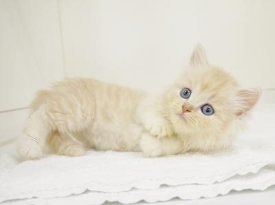 animal_image