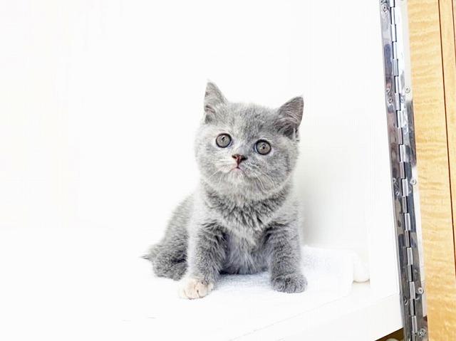 animal_image