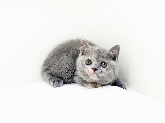 animal_image