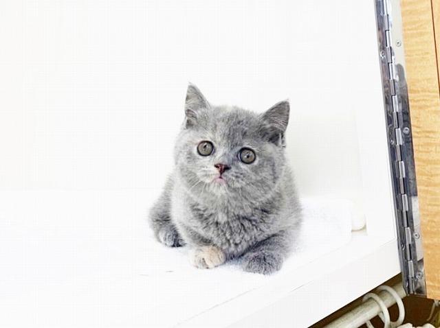 animal_image