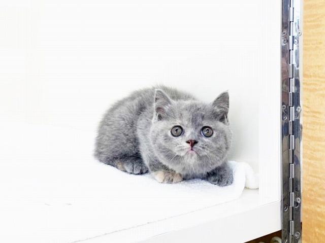 animal_image